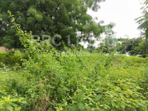 OPEN PLOT FOR SALE IN GHA